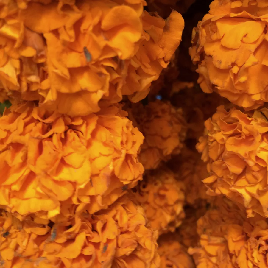 Close view of marigold garlands